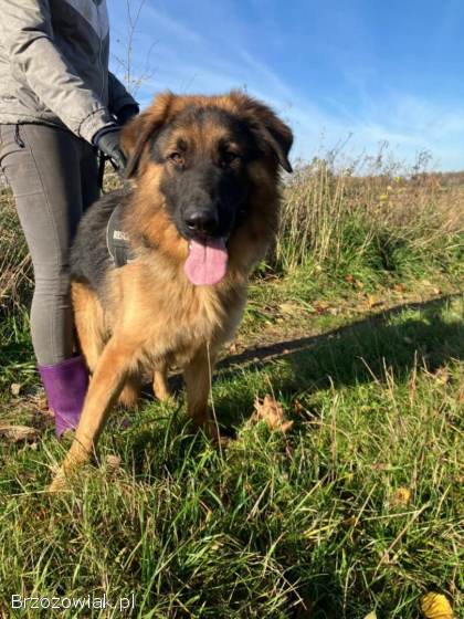 Karo -  uśmiechnięty misiek szuka domu!