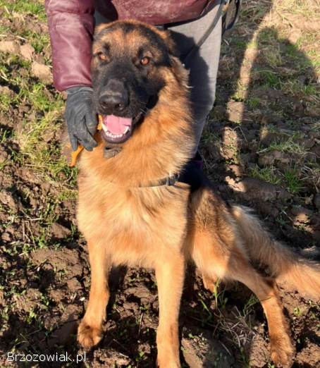 Karo -  uśmiechnięty misiek szuka domu!