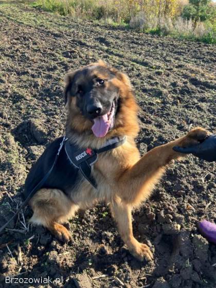 Karo -  uśmiechnięty misiek szuka domu!