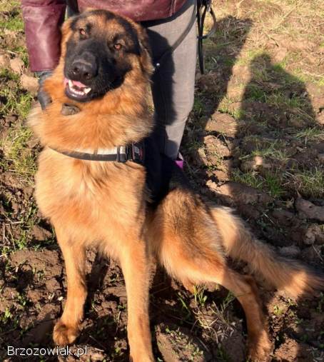 Karo -  uśmiechnięty misiek szuka domu!