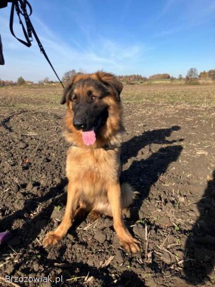 Karo -  uśmiechnięty misiek szuka domu!