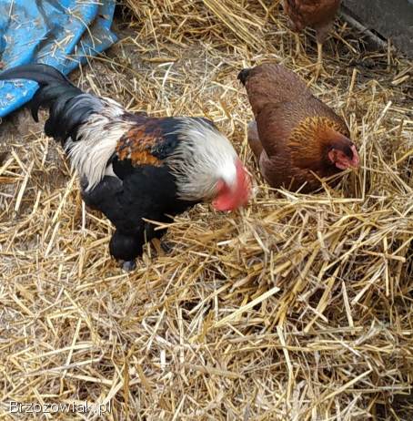 Koguty z zielonych jajek,  kura