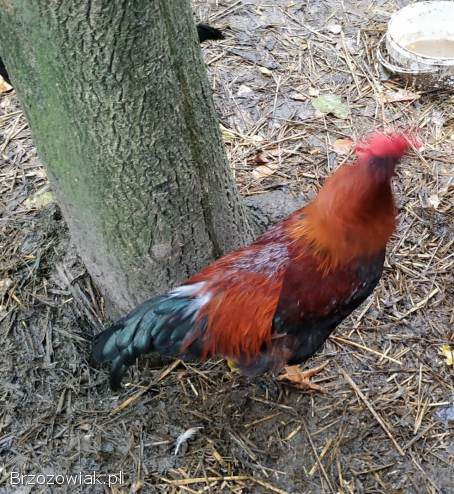 Koguty z zielonych jajek,  kura
