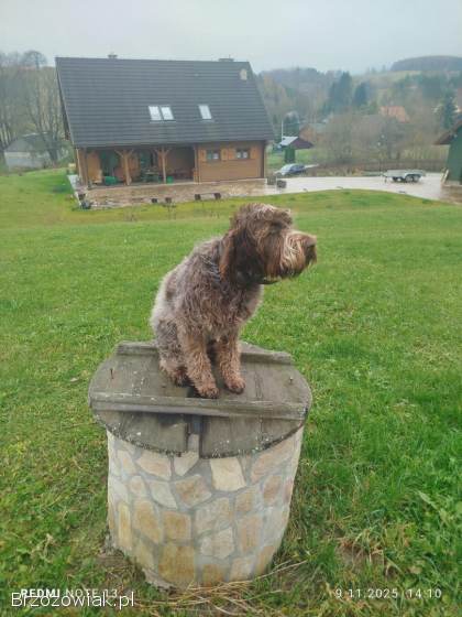 Pies Gryfon Korthalsa