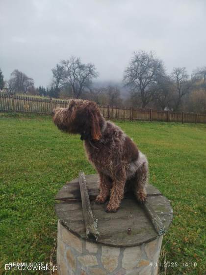 Pies Gryfon Korthalsa