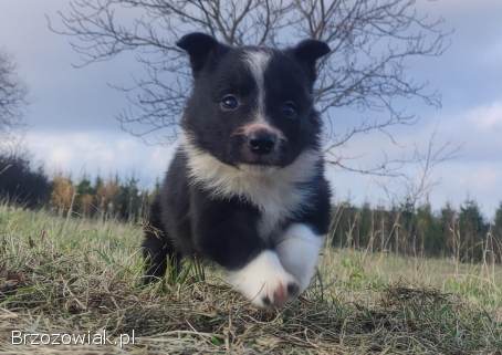 Piękna Rasowa Suczka Border Collie,  szczenię z pełną dok.