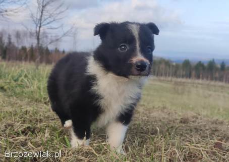 Piękna Rasowa Suczka Border Collie,  szczenię z pełną dok.