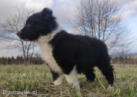 Piękna Rasowa Suczka Border Collie,  szczenię z pełną dok.