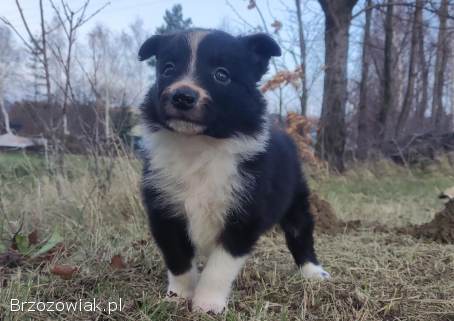Piękna Rasowa Suczka Border Collie,  szczenię z pełną dok.
