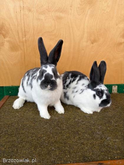 Króliki Meklemburskie