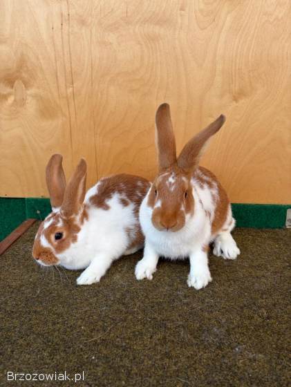 Króliki Meklemburskie