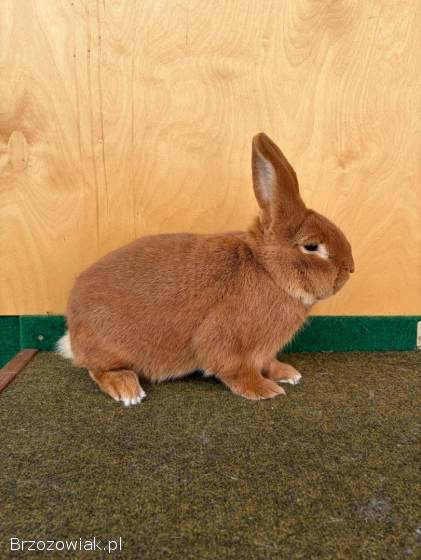 Króliki Meklemburskie