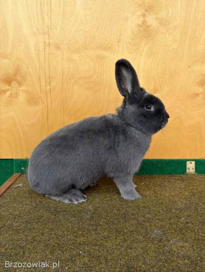 Króliki Meklemburskie