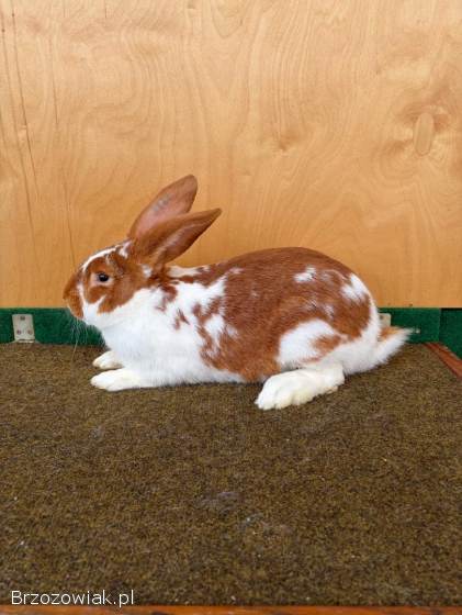 Króliki Meklemburskie