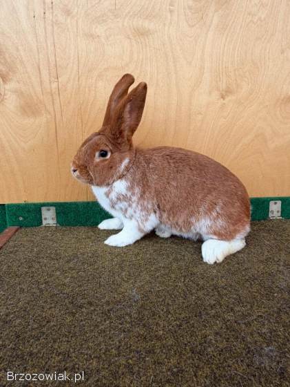 Króliki Meklemburskie