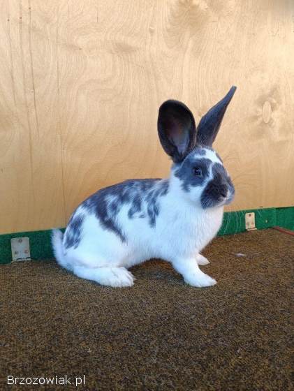 Króliki Meklemburskie