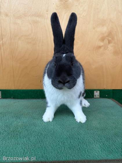 Króliki Meklemburski Srokacz