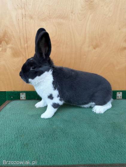 Króliki Meklemburski Srokacz