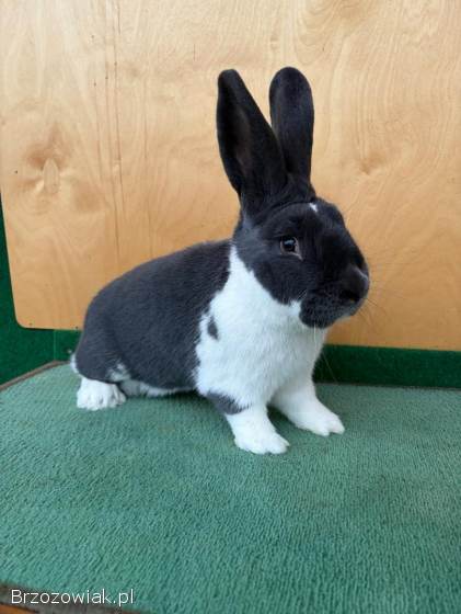 Króliki Meklemburski Srokacz