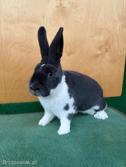 Króliki Meklemburski Srokacz