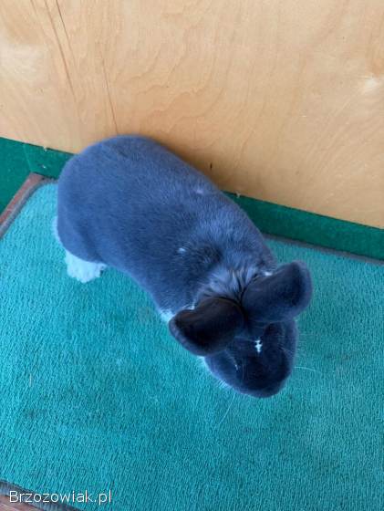 Króliki Meklemburski Srokacz