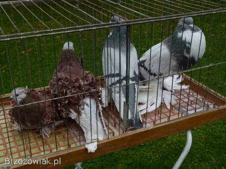 Gołębie loczki i Garłacze pomorskie