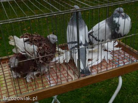 Gołębie loczki i Garłacze pomorskie