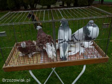 Gołębie loczki i Garłacze pomorskie