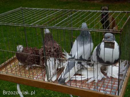 Gołębie loczki i Garłacze pomorskie