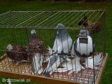 Gołębie loczki i Garłacze pomorskie
