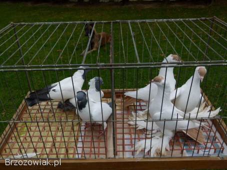 Gołębie zakonniki niemiecki i krymka polska