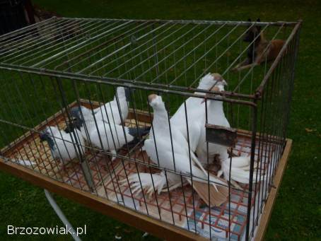 Gołębie zakonniki niemiecki i krymka polska