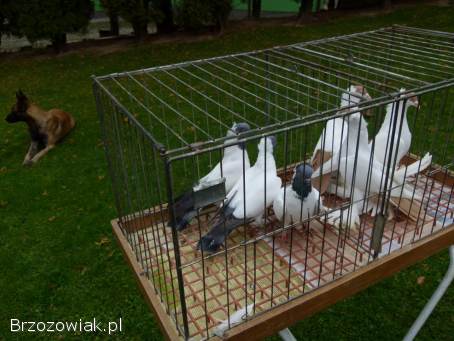 Gołębie zakonniki niemiecki i krymka polska