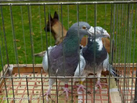 Gołębie staropolskie