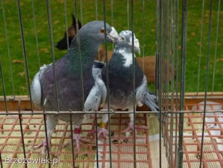 Gołębie staropolskie