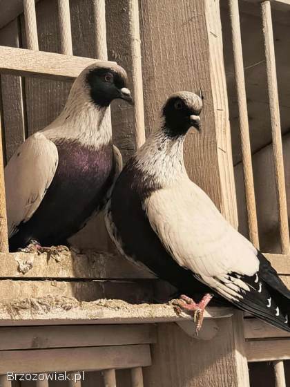 Gołębie szczygły duńskie