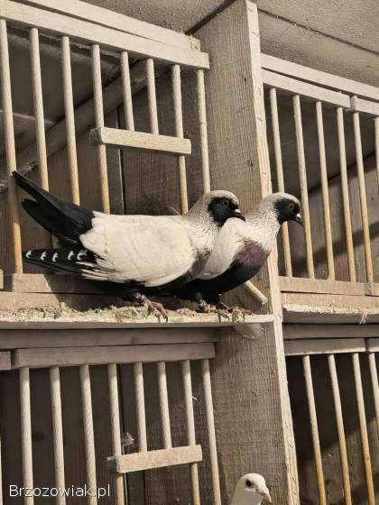 Gołębie szczygły duńskie