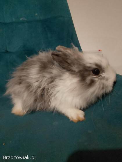 Królik Teddy samica 4 tyg