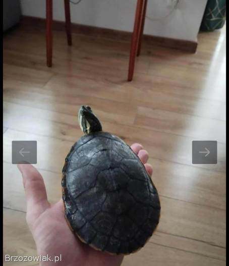 ŻÓŁW WODNO -  LĄDWY