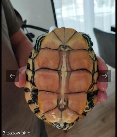 ŻÓŁW WODNO -  LĄDWY