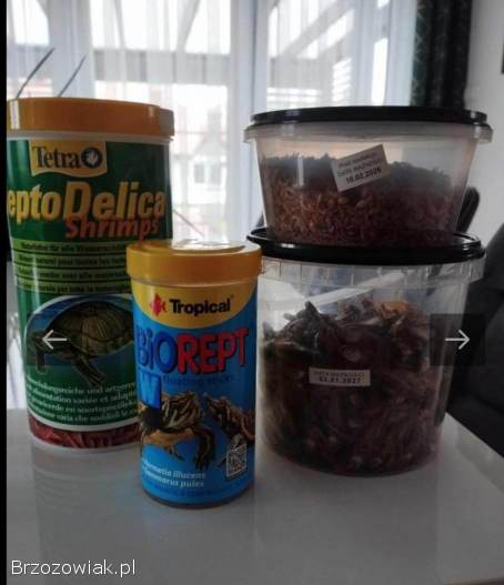 ŻÓŁW WODNO -  LĄDWY