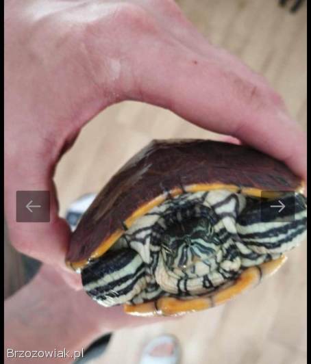 ŻÓŁW WODNO -  LĄDWY