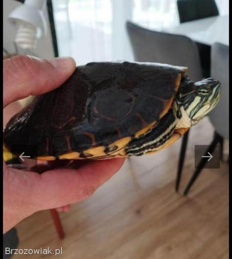 ŻÓŁW WODNO -  LĄDWY