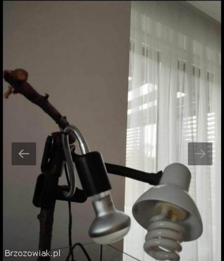 ŻÓŁW WODNO -  LĄDWY