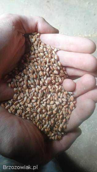 Sprzedam pszenice