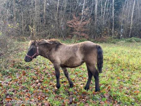 Sprzedam źrebaki huculskie
