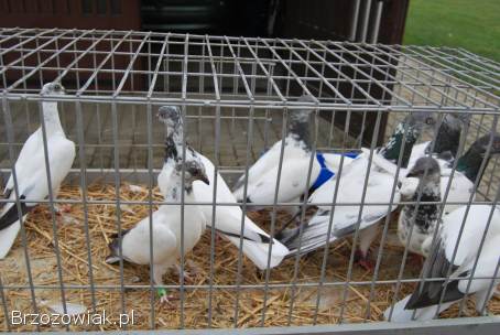 Budapeszty długolatające od hodowcy należącego do klubu