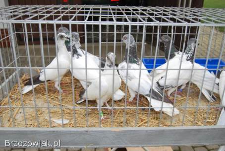 Budapeszty długolatające od hodowcy należącego do klubu