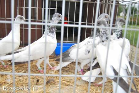 Budapeszty długolatające od hodowcy należącego do klubu