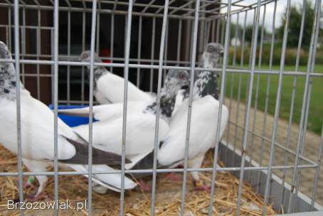 Budapeszty długolatające od hodowcy należącego do klubu